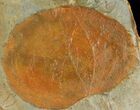Fossil Leaf (Zizyphoides) - Montana #120815-1
